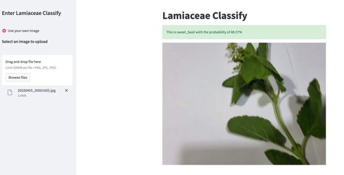 Lamiaceae Classification แยกพืชวงศ์กะเพรา 3 ชนิด