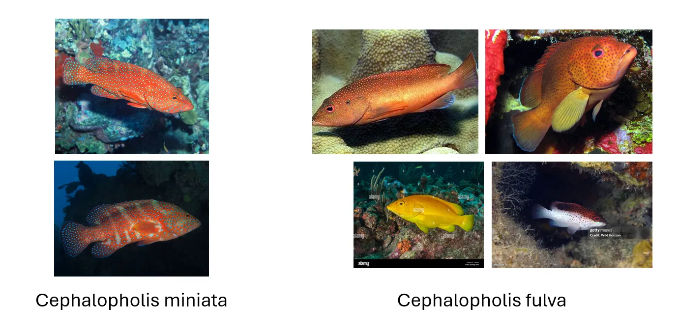 Aquarium Fish Species Classification - โมเดลระบุสปีชีส์สัตว์น้ำจากภาพ