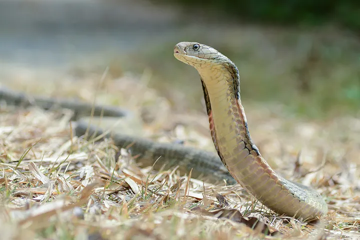 Snake classifier