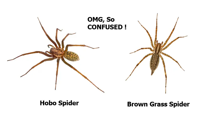 Spider Classification